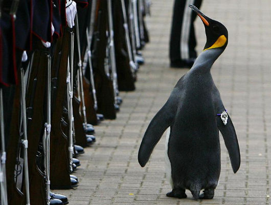 Nils Olav and the King of Norway's Guards